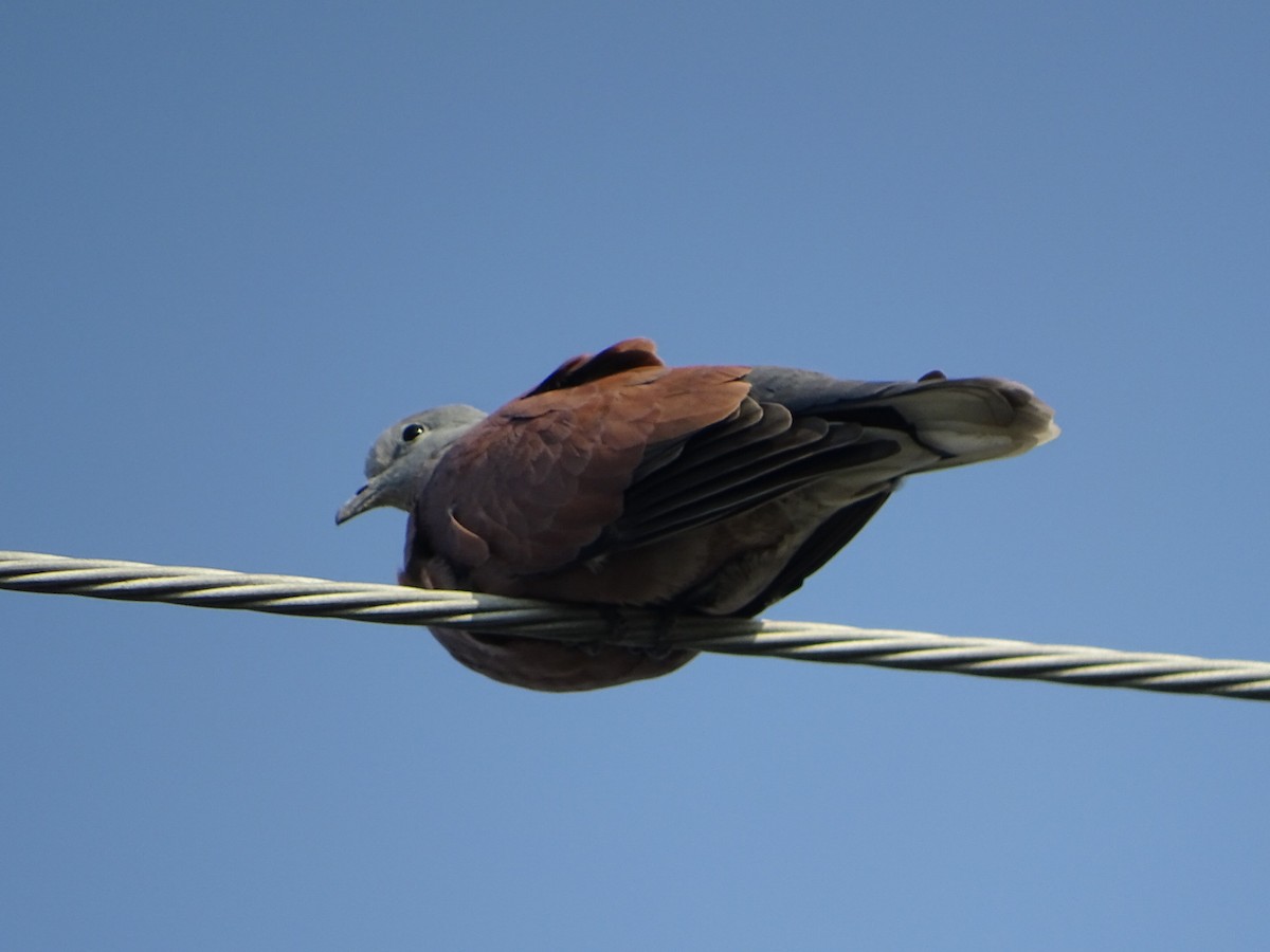 Red Collared-Dove - Chao-Ju Su