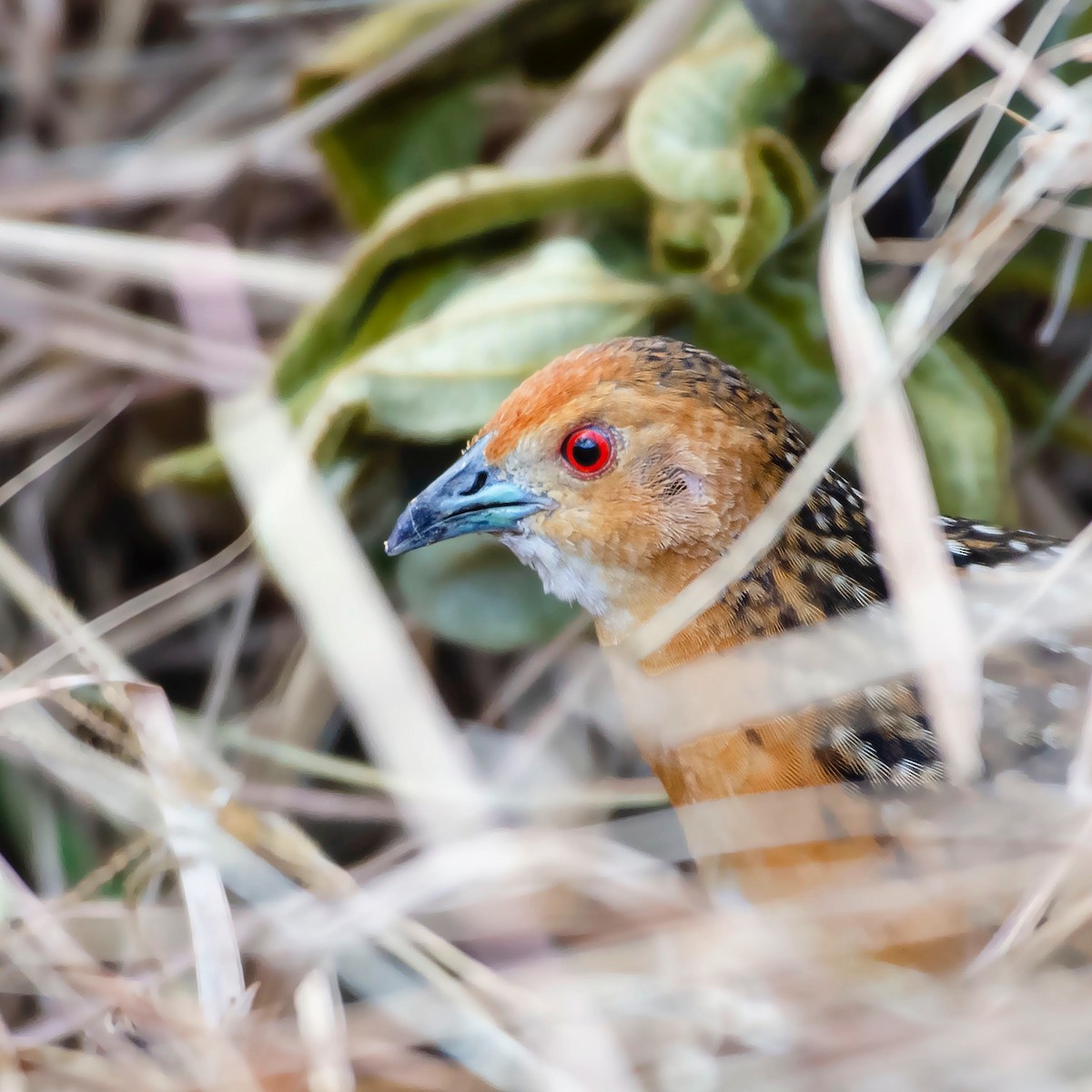 Ocellated Crake - David Mora Vargas