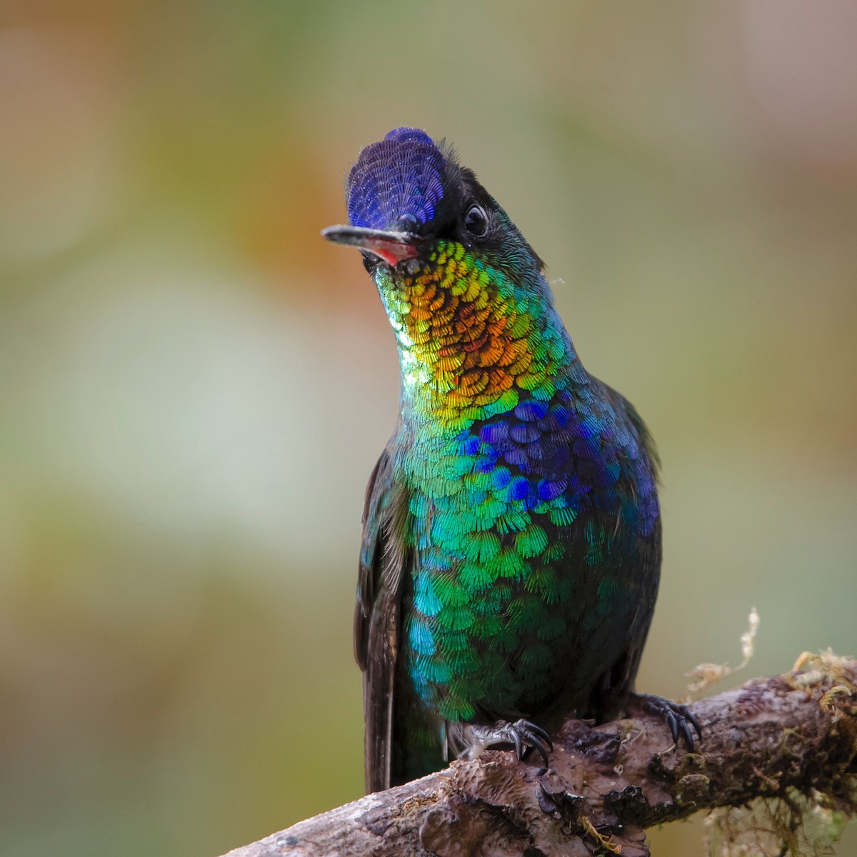 Fiery-throated Hummingbird - David Mora Vargas