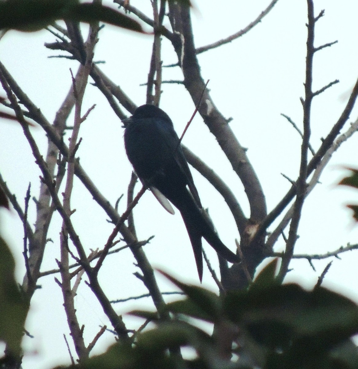 Black Drongo - ML308722281