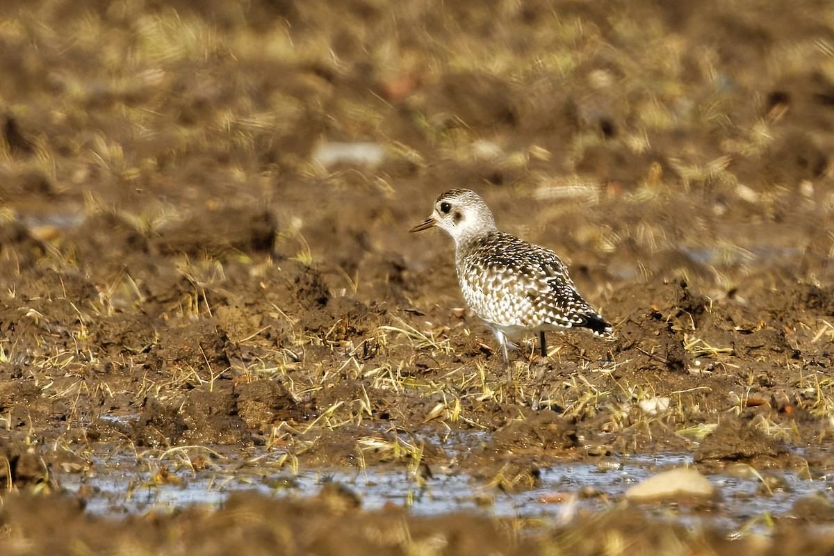 Black-bellied Plover - ML308722651