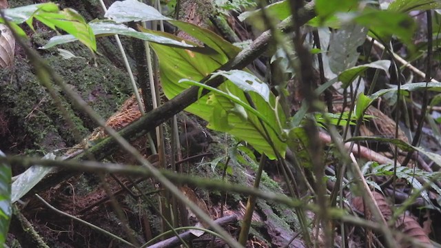 Wing-banded Wren - ML308722741