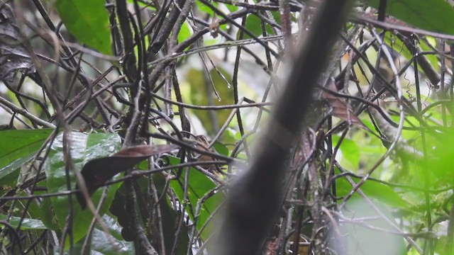 Серогорлый колибри-отшельник - ML308723681