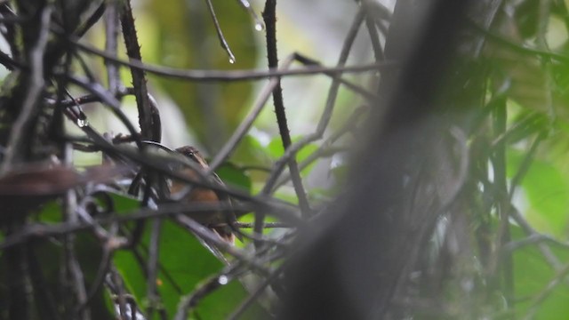 Gray-chinned Hermit - ML308723691