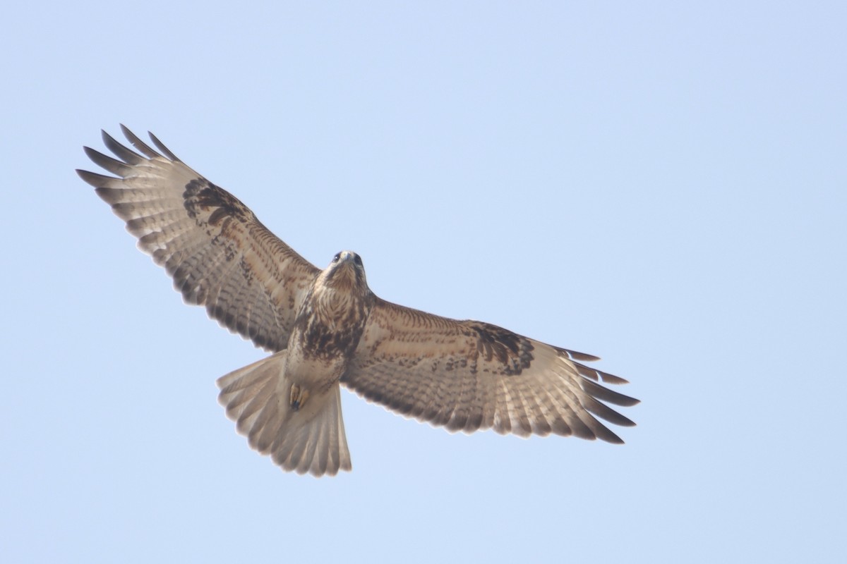 Eastern Buzzard - ML308723921