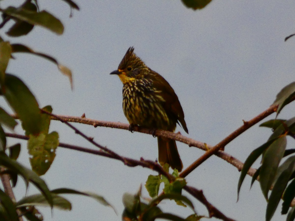 Striated Bulbul - ML308724261