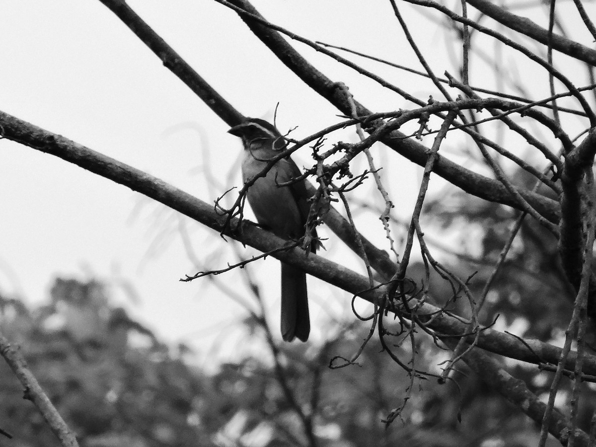 Green-winged Saltator - ML308725281