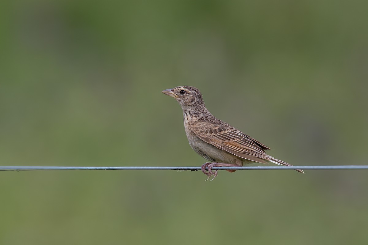 Singing Bushlark (Australasian) - ML308726991