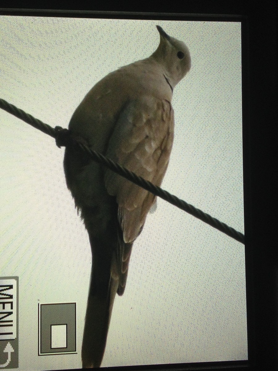 Eurasian Collared-Dove - ML30872901