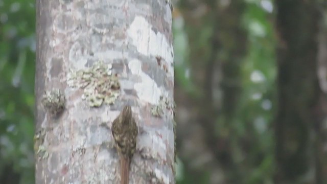 Sikkim Treecreeper - ML308729421