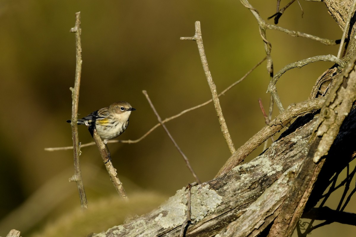 Reinita Coronada (coronata) - ML308730441