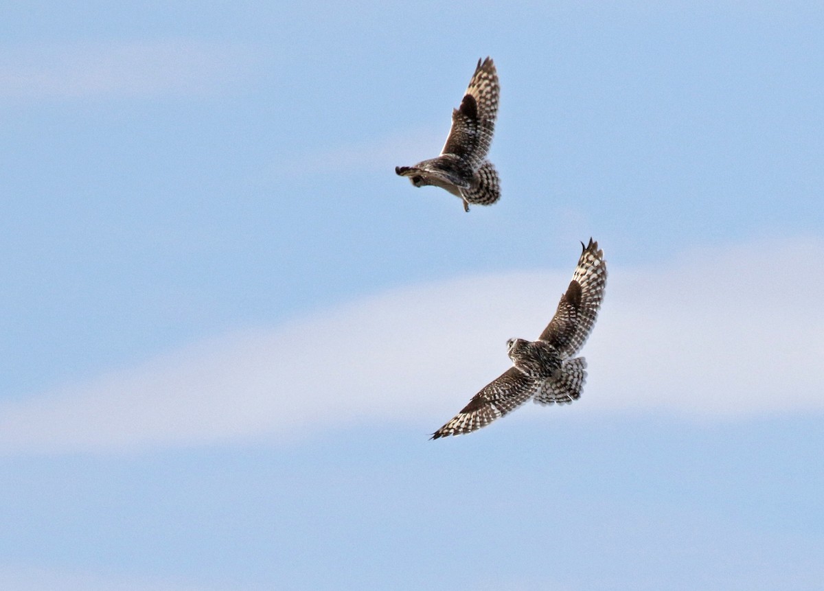 Short-eared Owl - ML308731961