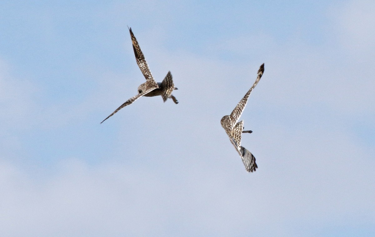 Short-eared Owl - ML308732011