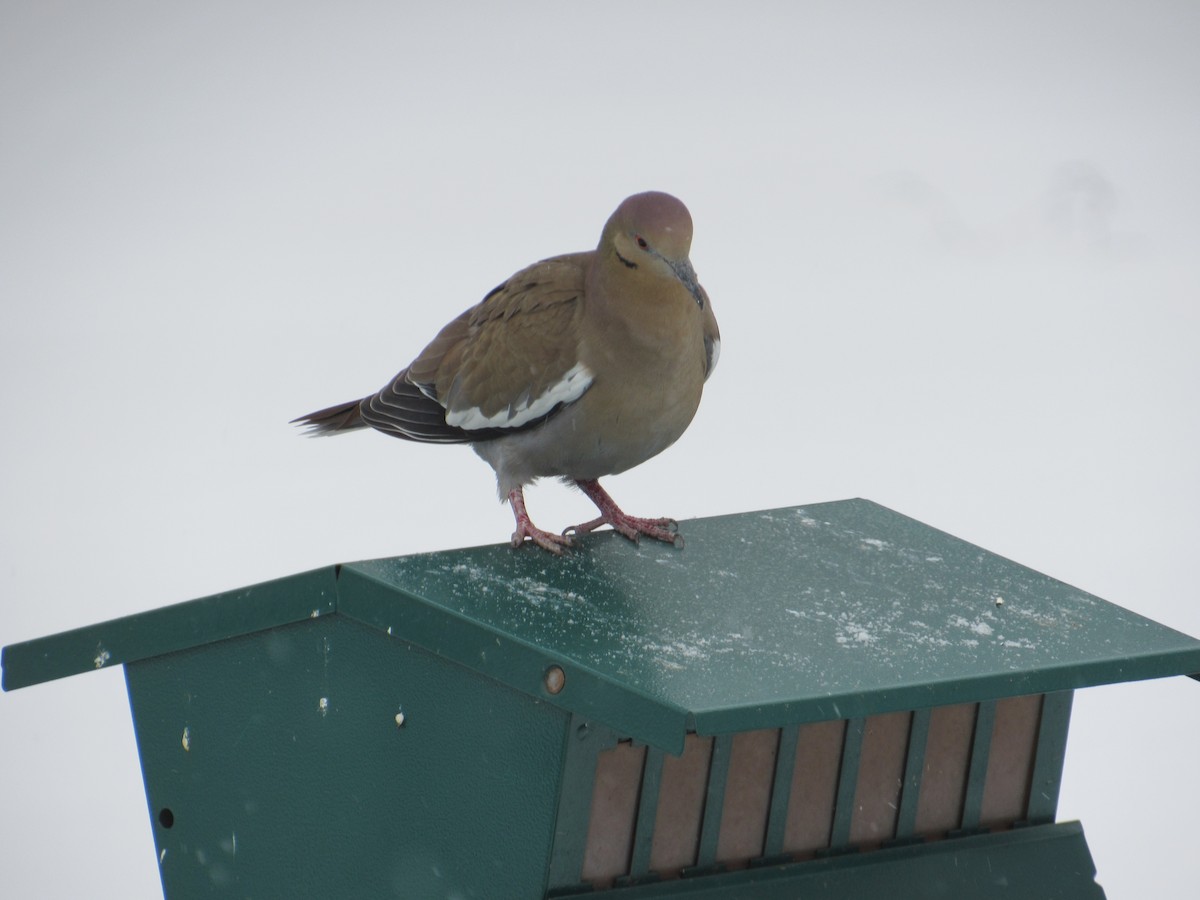 White-winged Dove - ML308732131