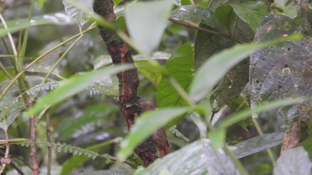 Wedge-billed Woodcreeper - ML308733161