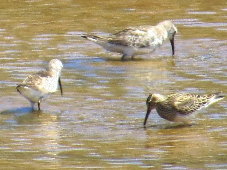 Graubrust-Strandläufer - ML308733631