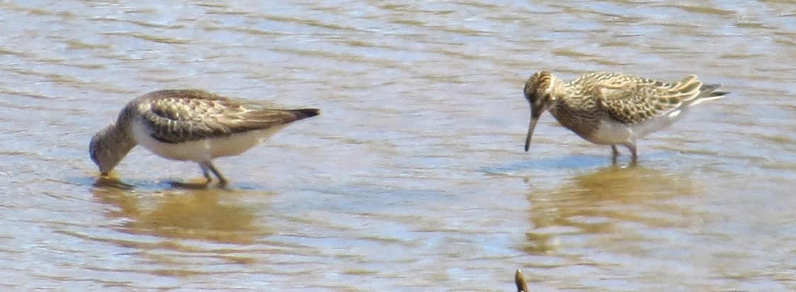 Pectoral Sandpiper - ML308733641