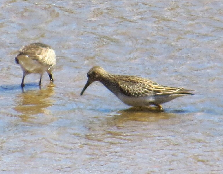 Graubrust-Strandläufer - ML308733651