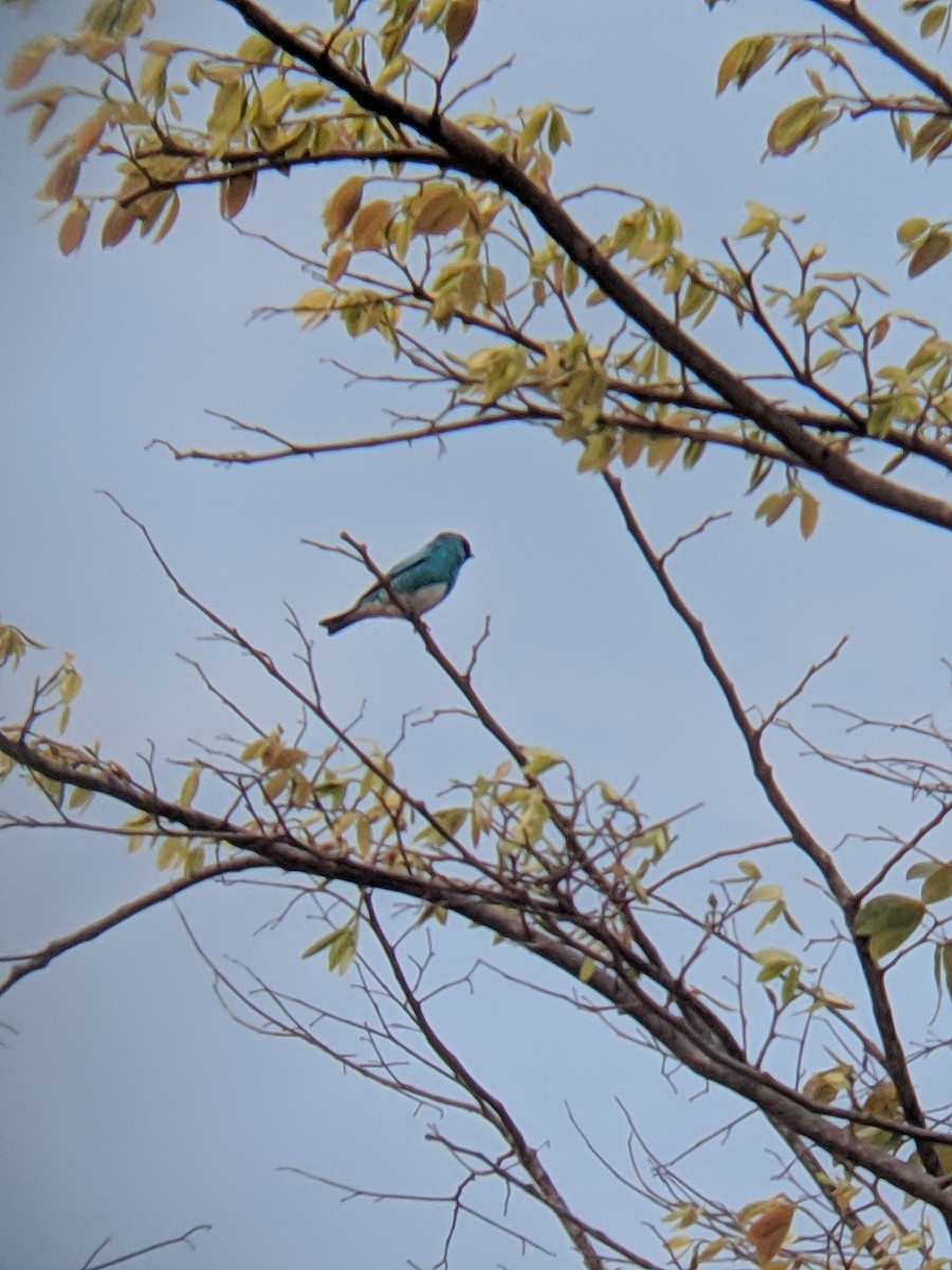 Swallow Tanager - ML308734321