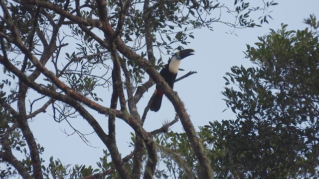 Toucan à bec rouge - ML308735041