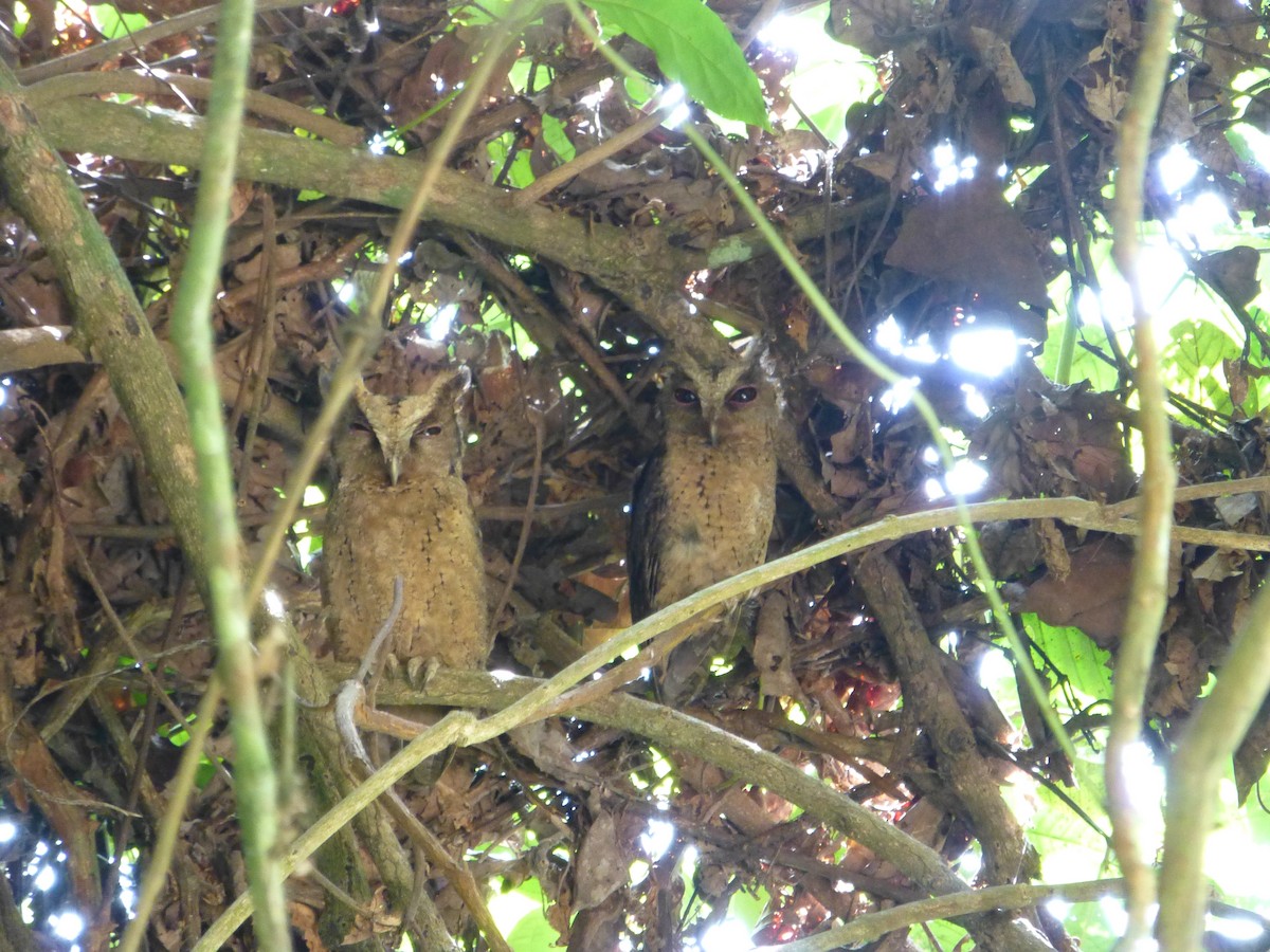 Sunda Scops-Owl - ML30873511