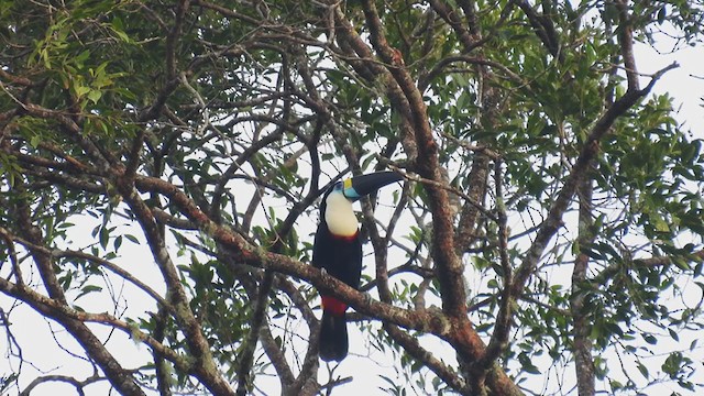 White-throated Toucan - ML308735131