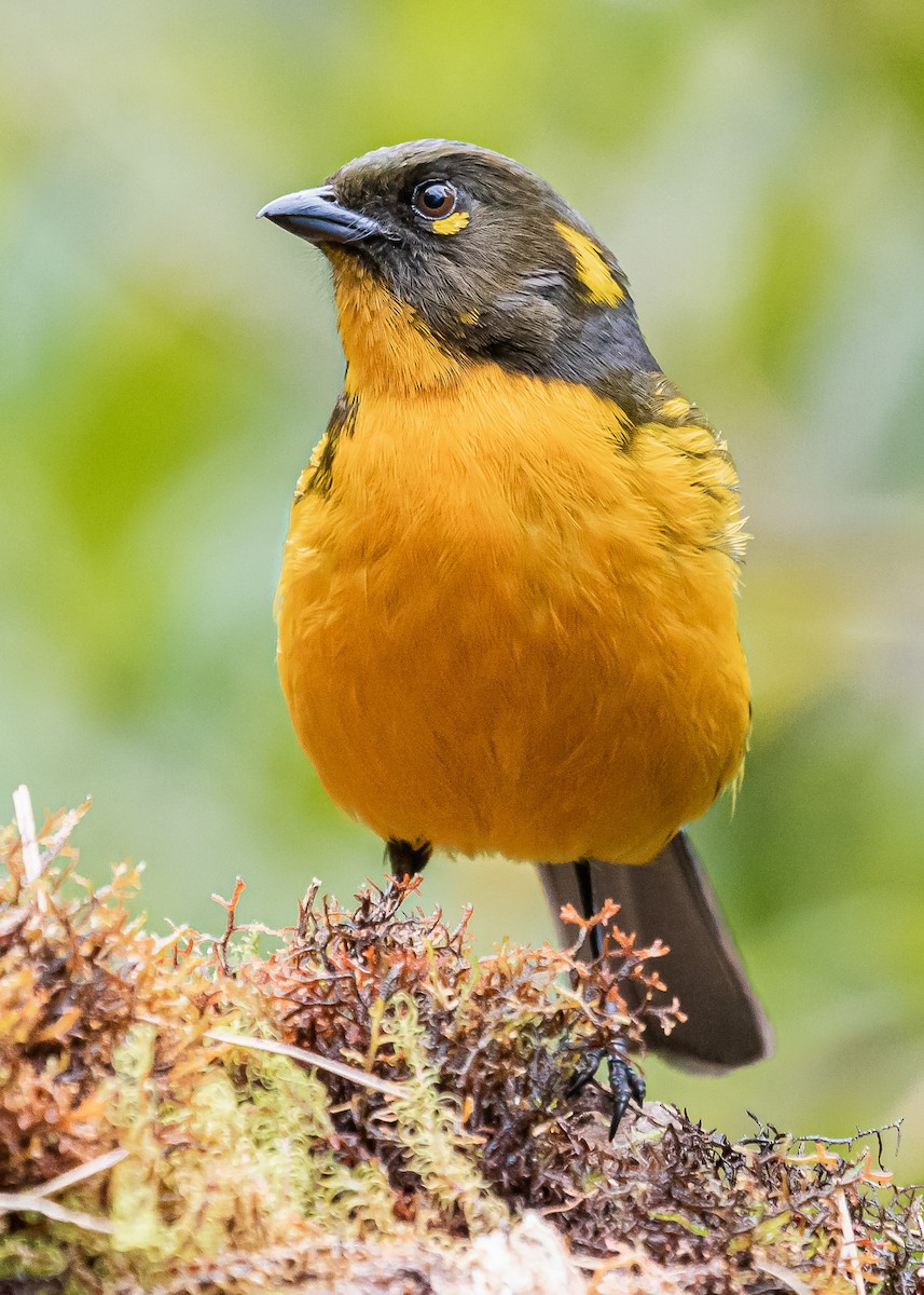 Lacrimose Mountain Tanager - David Monroy Rengifo