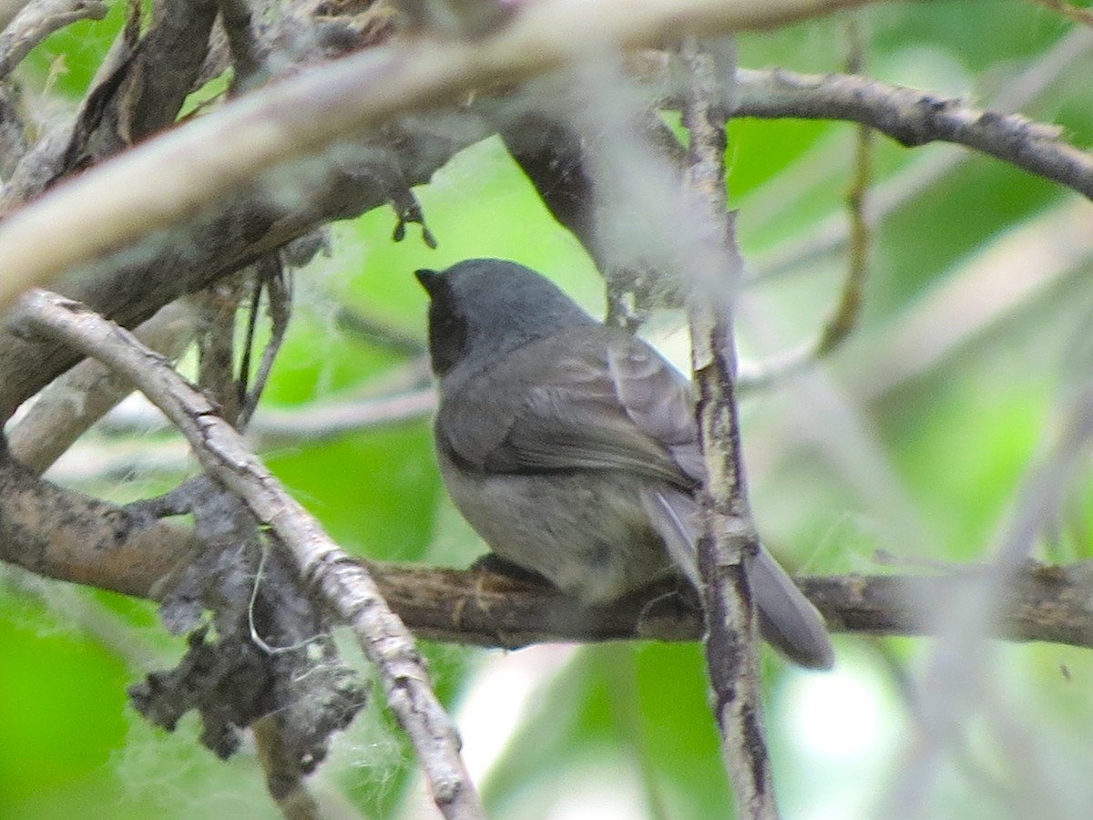 Bushtit - ML30873651