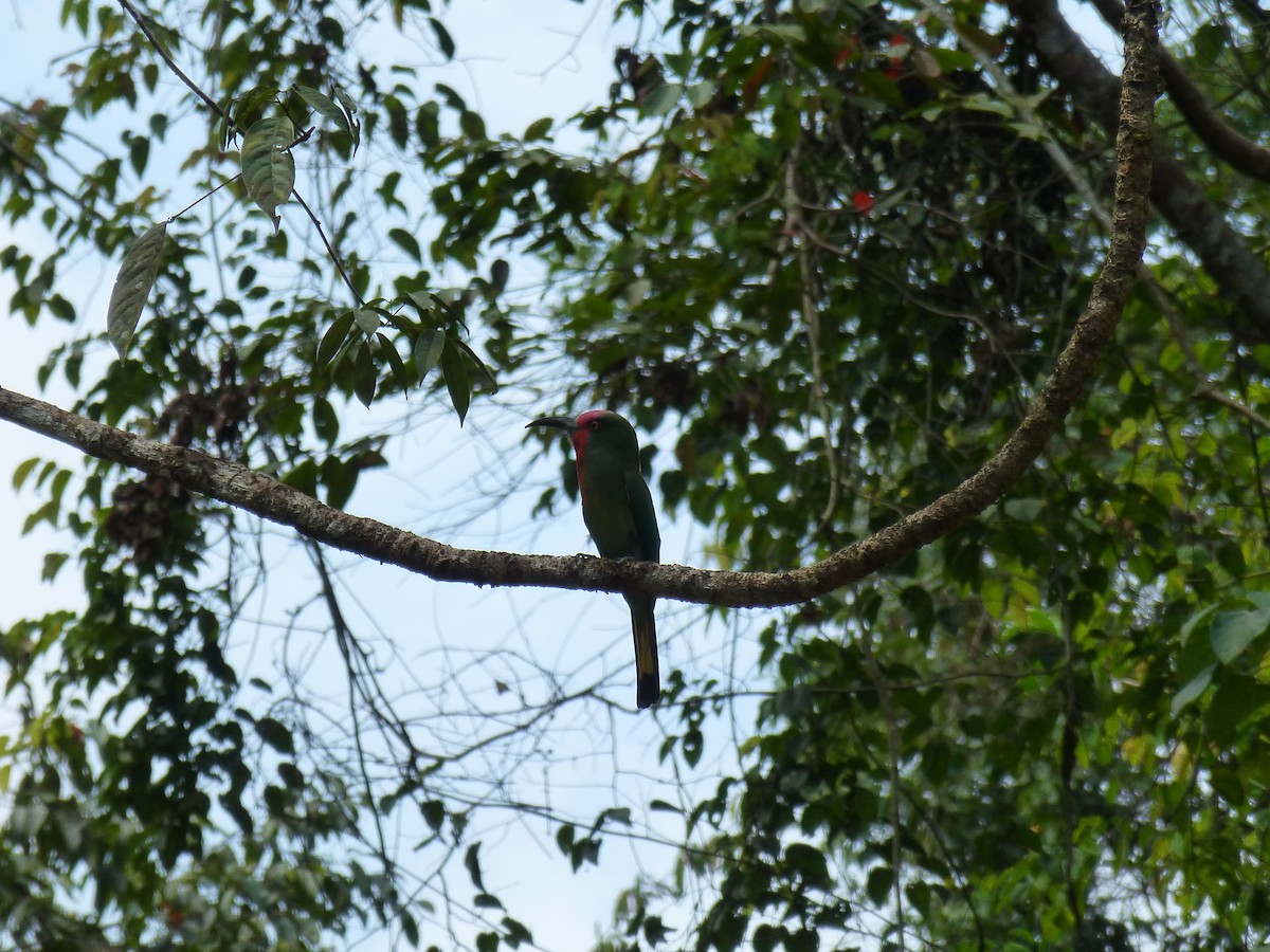 Red-bearded Bee-eater - Frank Antram