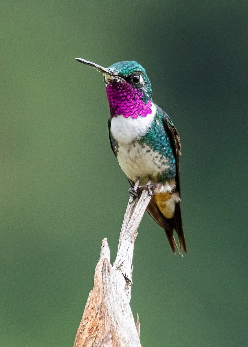 White-bellied Woodstar - ML308736851