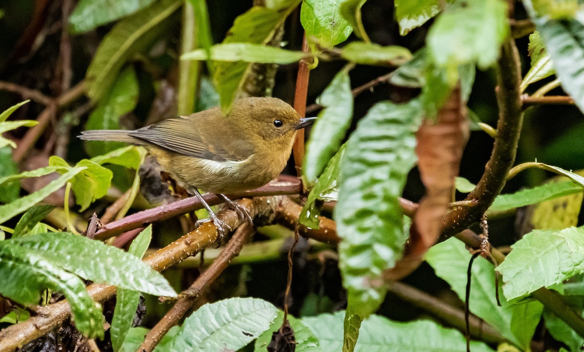 Pinchaflor Flanquiblanco - ML308736951
