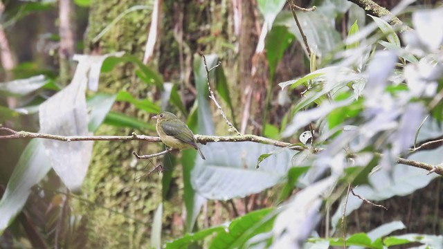 Green Manakin - ML308738171