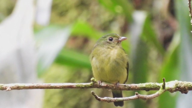 Green Manakin - ML308738921