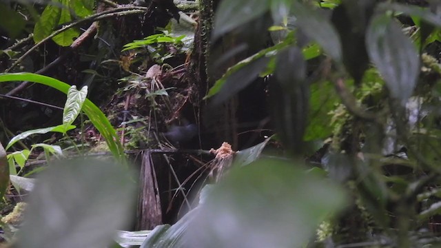 Spot-winged Antbird - ML308739011