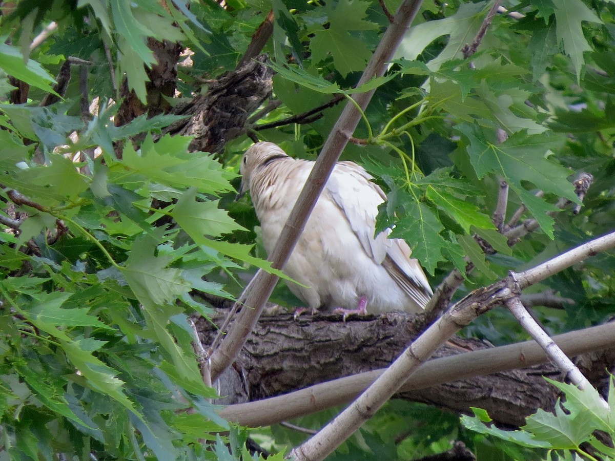 Eurasian Collared-Dove - ML30873961