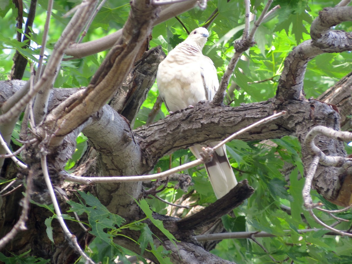 Eurasian Collared-Dove - ML30873991