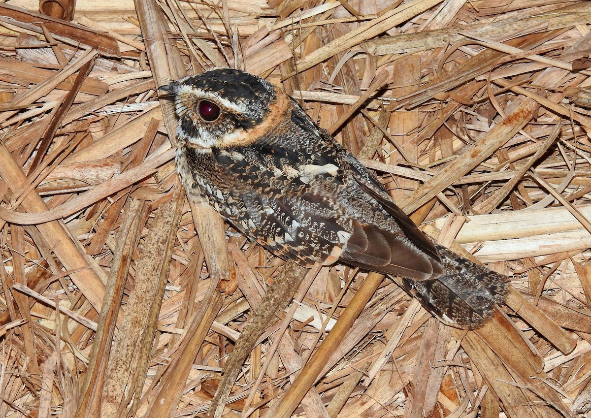 Spot-tailed Nightjar - ML308740991