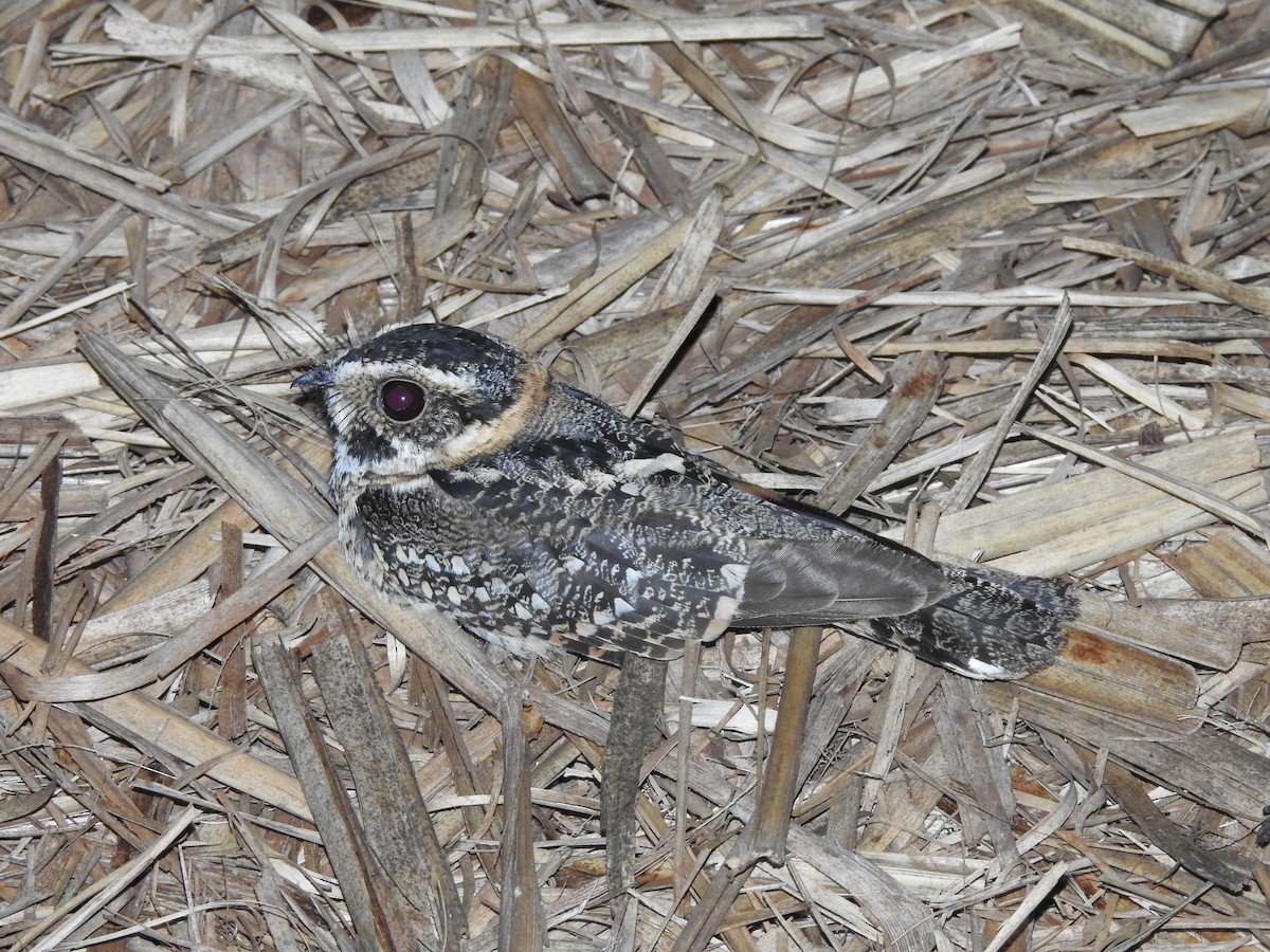 Spot-tailed Nightjar - ML308741101