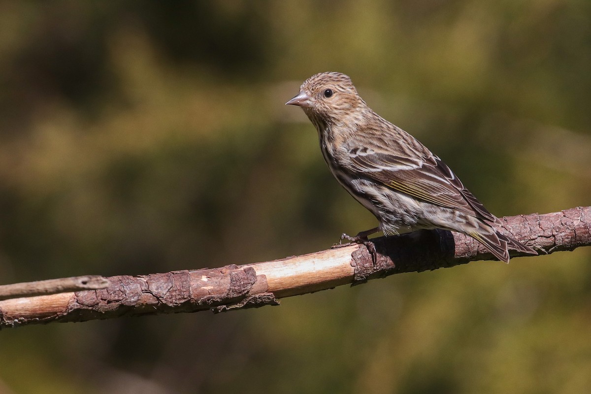 Pine Siskin - ML308742181