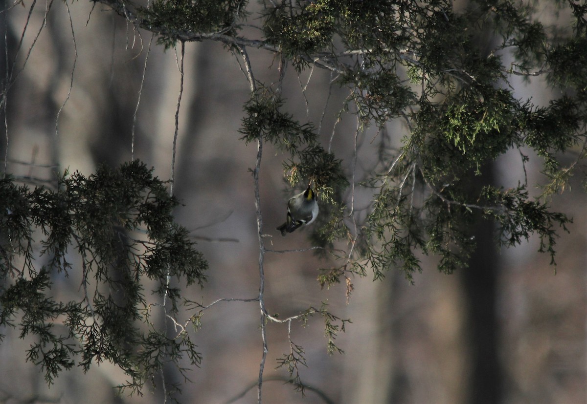 Golden-crowned Kinglet - ML308743091