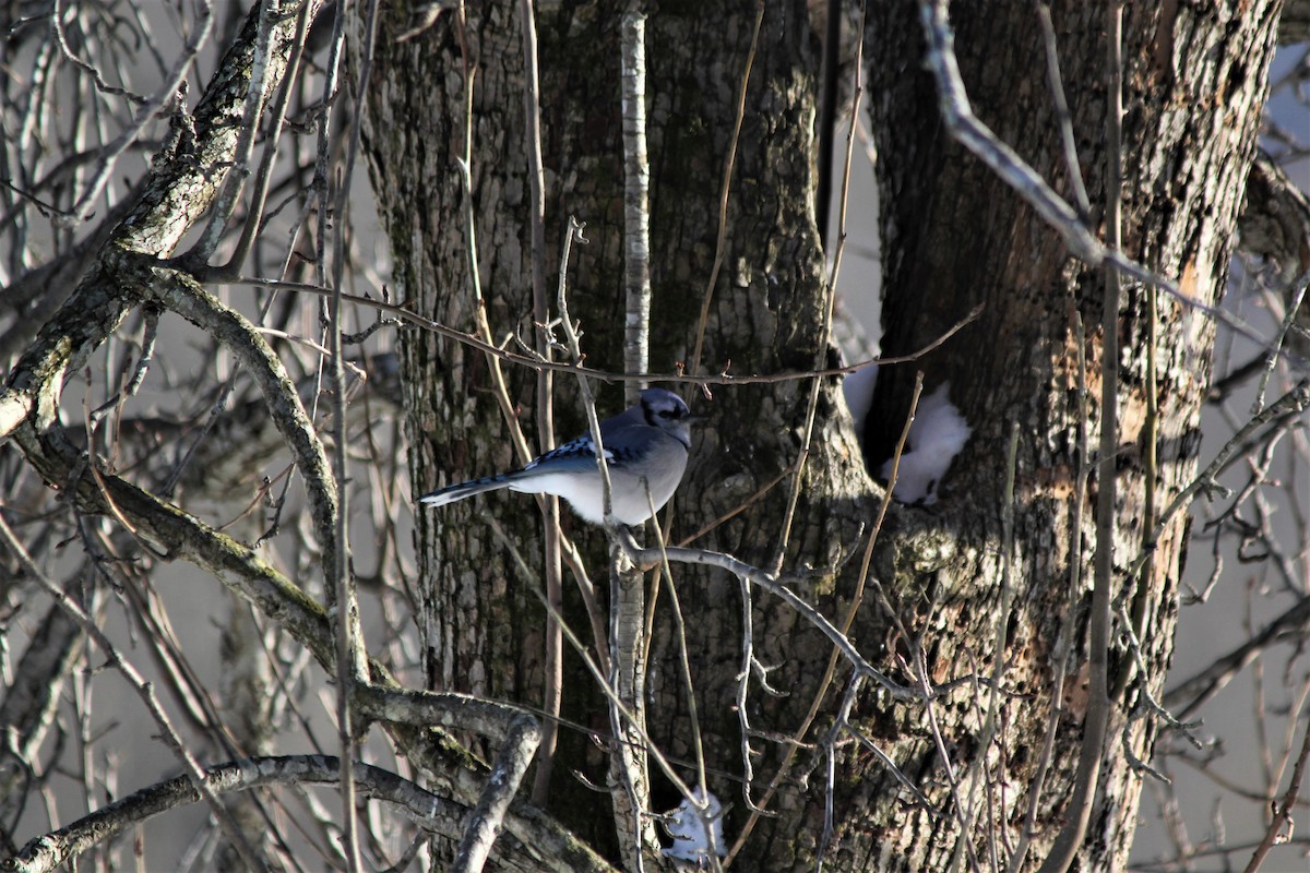 Blauhäher - ML308743151