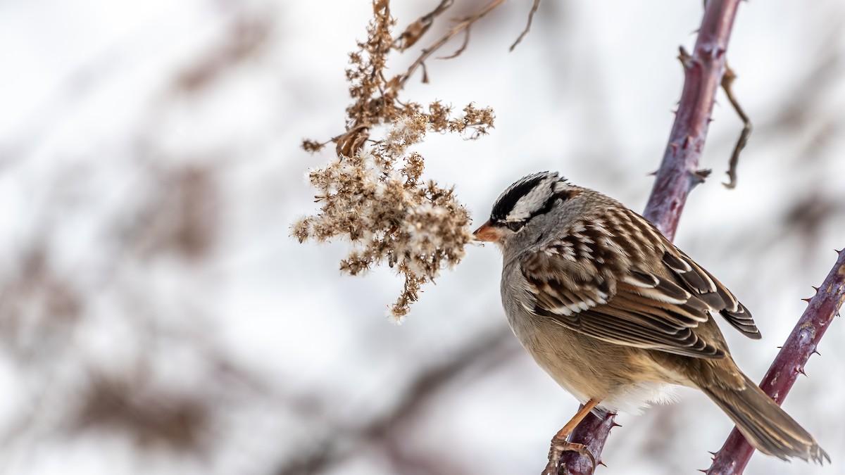 White-crowned Sparrow - ML308743801