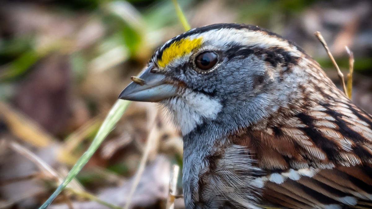 White-throated Sparrow - ML308743821