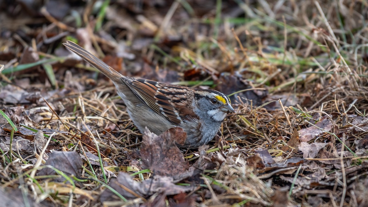 White-throated Sparrow - ML308743921
