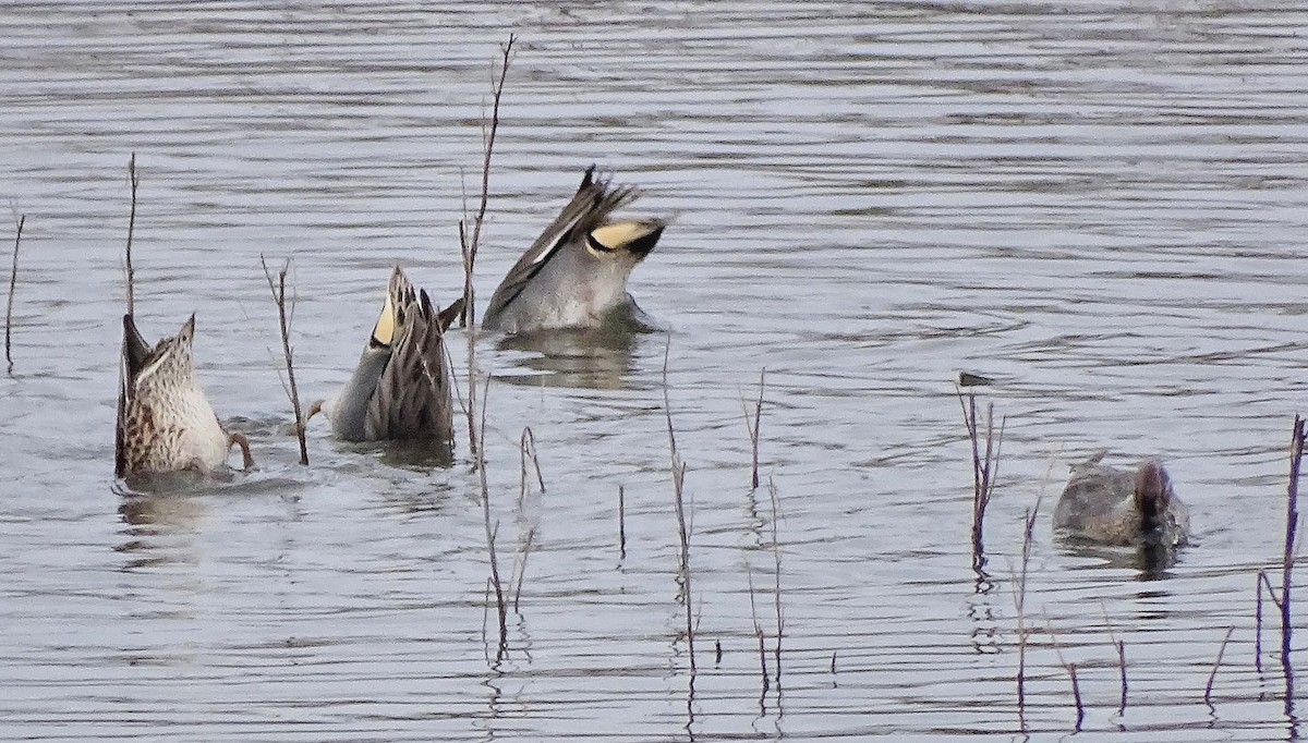 Green-winged Teal (Eurasian) - ML308743941