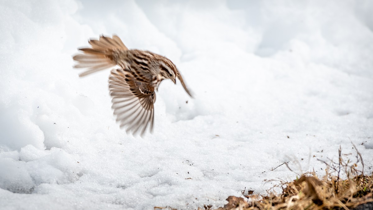 Song Sparrow - ML308743961