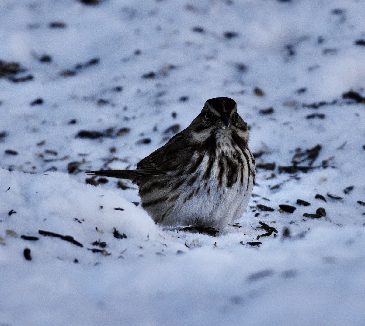 Song Sparrow - ML308743971