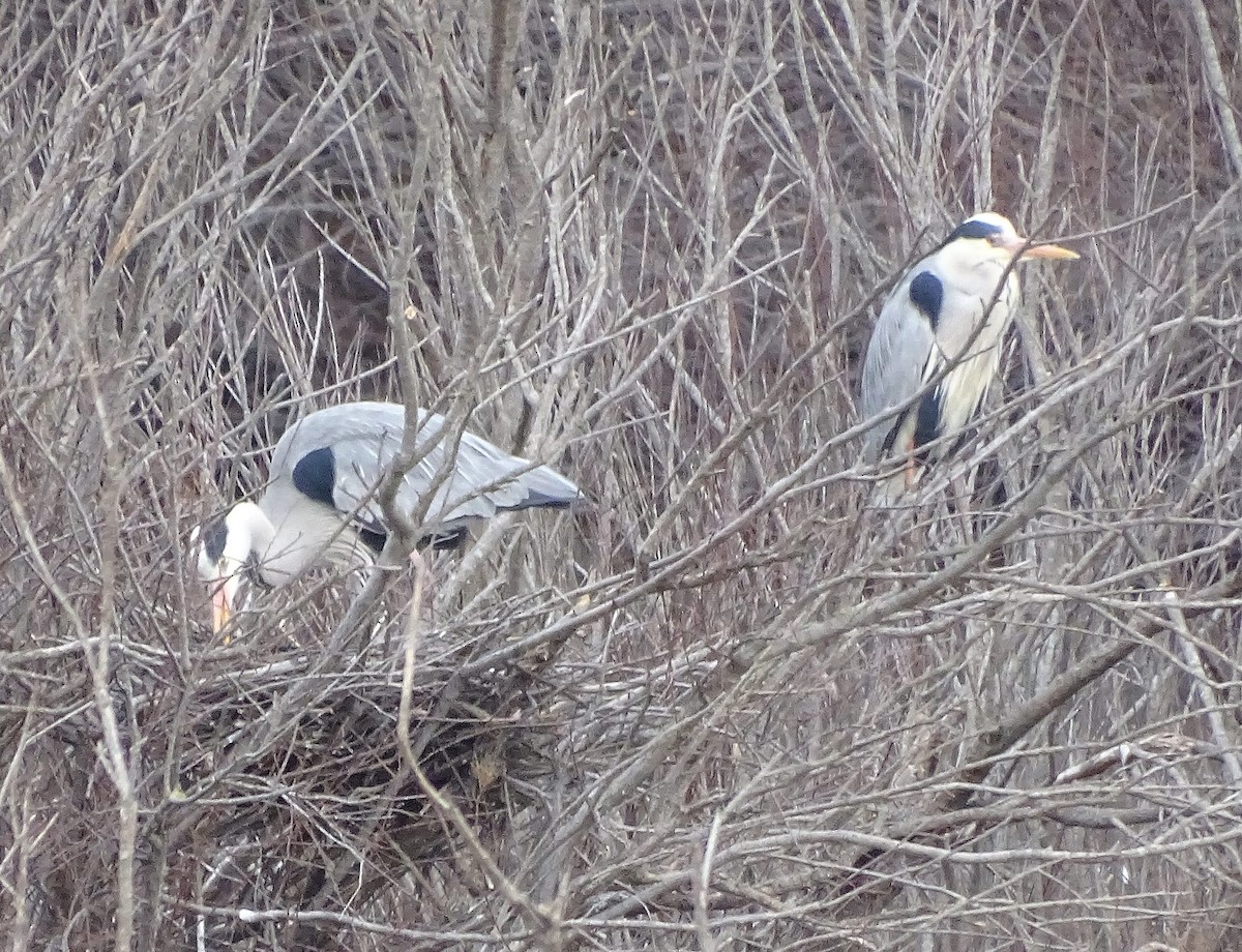 Airone cenerino (cinerea/jouyi) - ML308743991