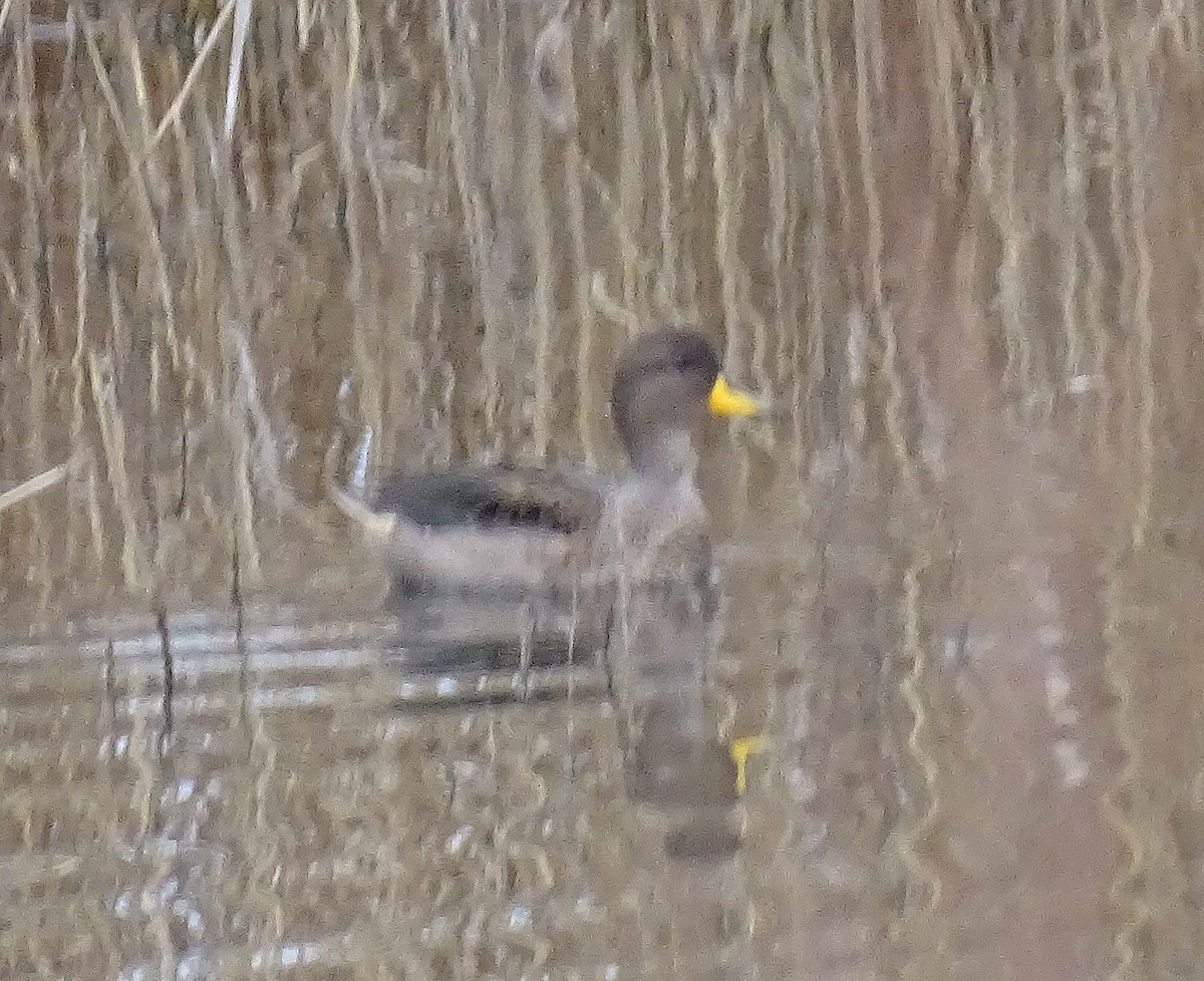 Anatra germanata - ML308744021