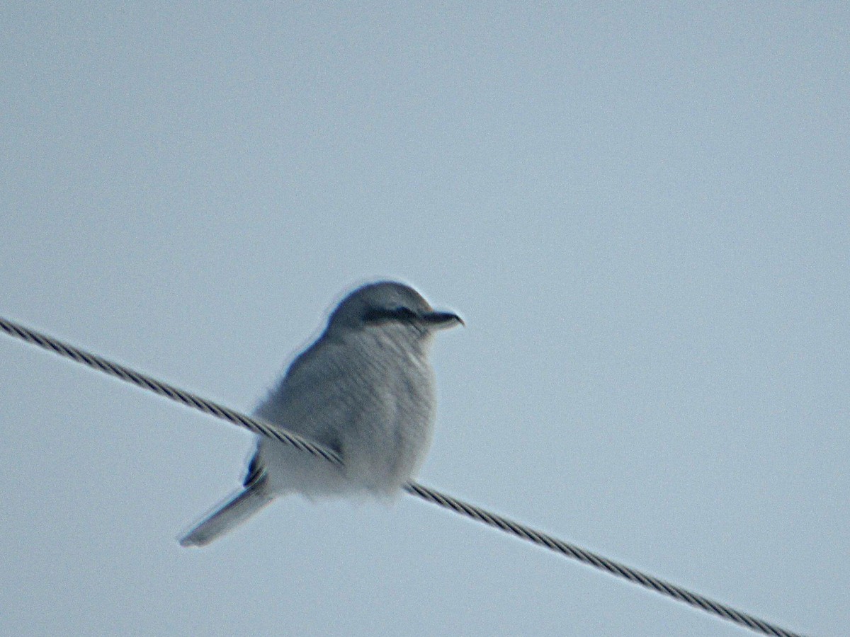 Northern Shrike - ML308744521